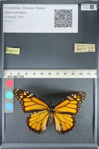 Media type: image;   Entomology 164609